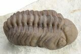 Two Nice Paciphacops Trilobites (One Enrolled & One Prone) #226583-1